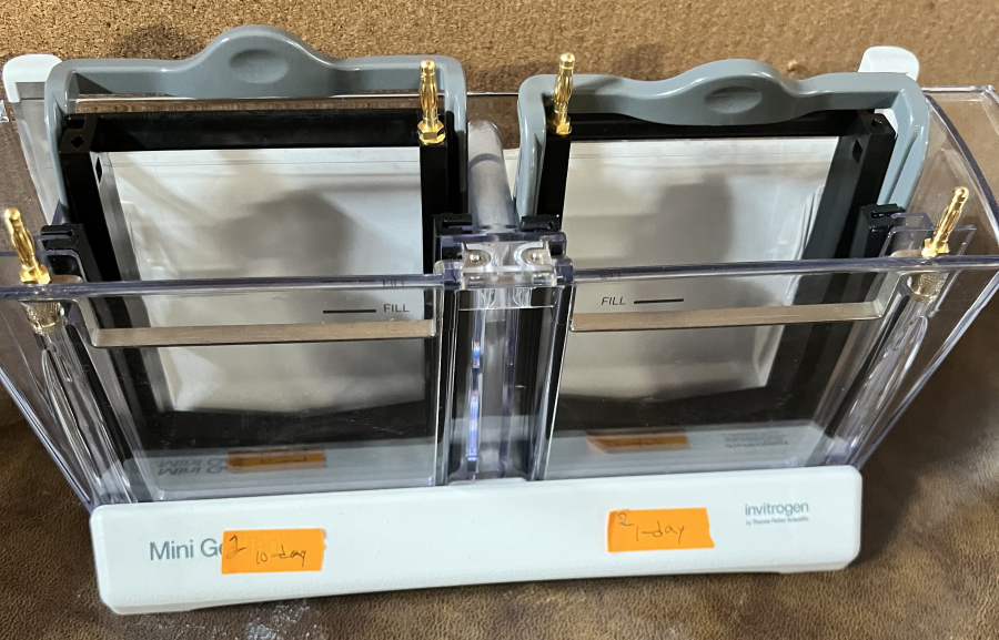 Invitrogen Electrophoresis System: 1x PowerEase Touch 350W; 3x Mini Gel Tanks; 6x Mini Blot Modules; SN:PS0350220609010, photo 11 of 24